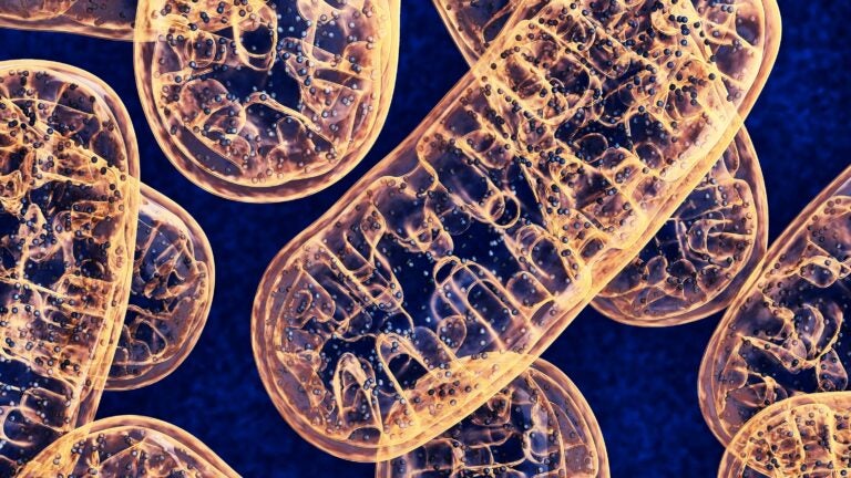 A Picture of some Mitochondria