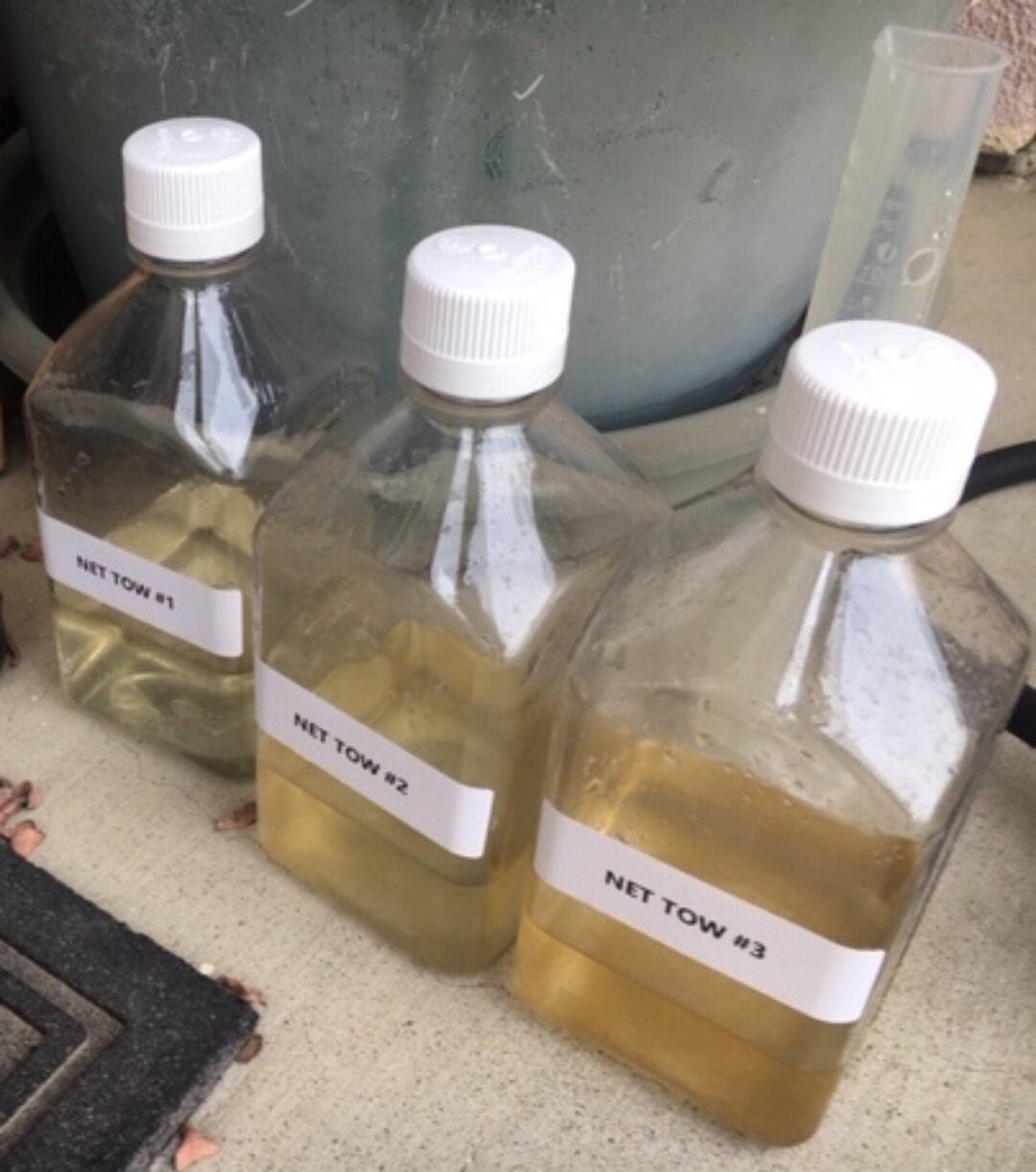 net tow samples recieved from MBARI to ascertain presence of Pseudo-nitzschia via qPCR