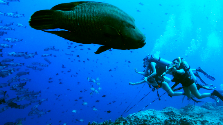 Students scuba diving with large fish